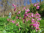 16 Silene dioica in piena fioritura 